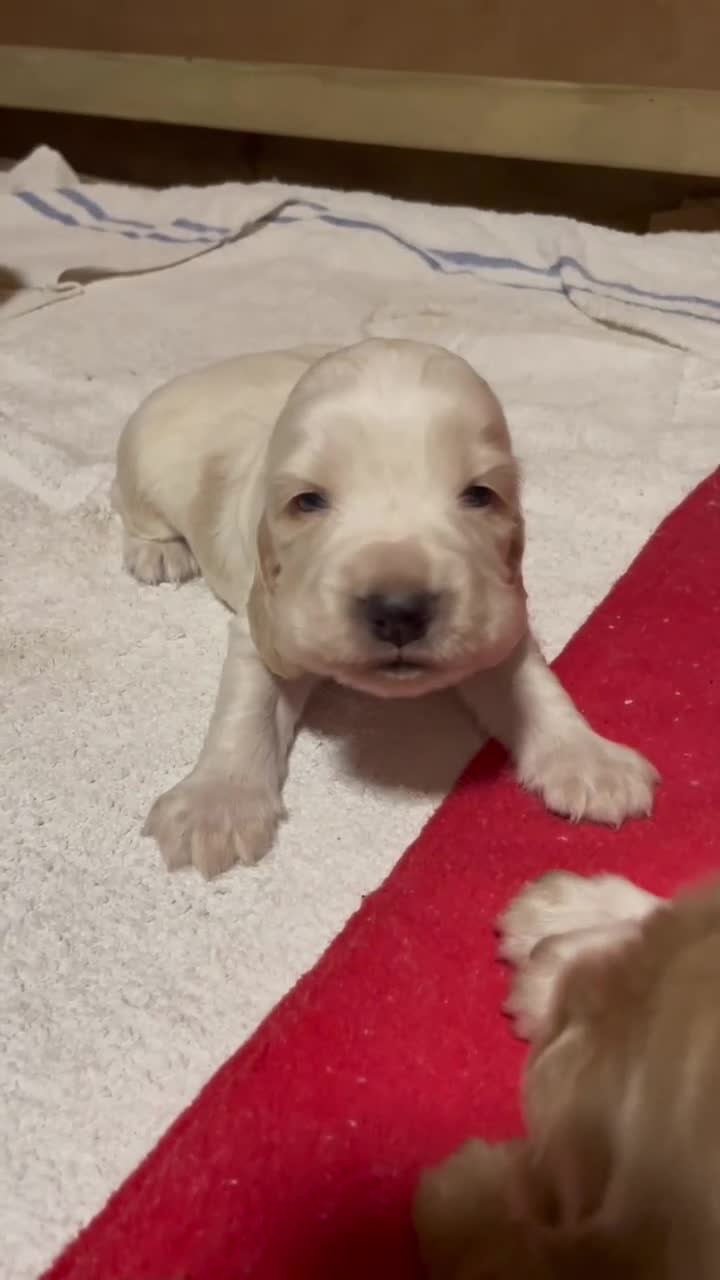 Cocker Spaniel dogs for sale: Cocker spaniels, KC, health checked puppies - Video 3