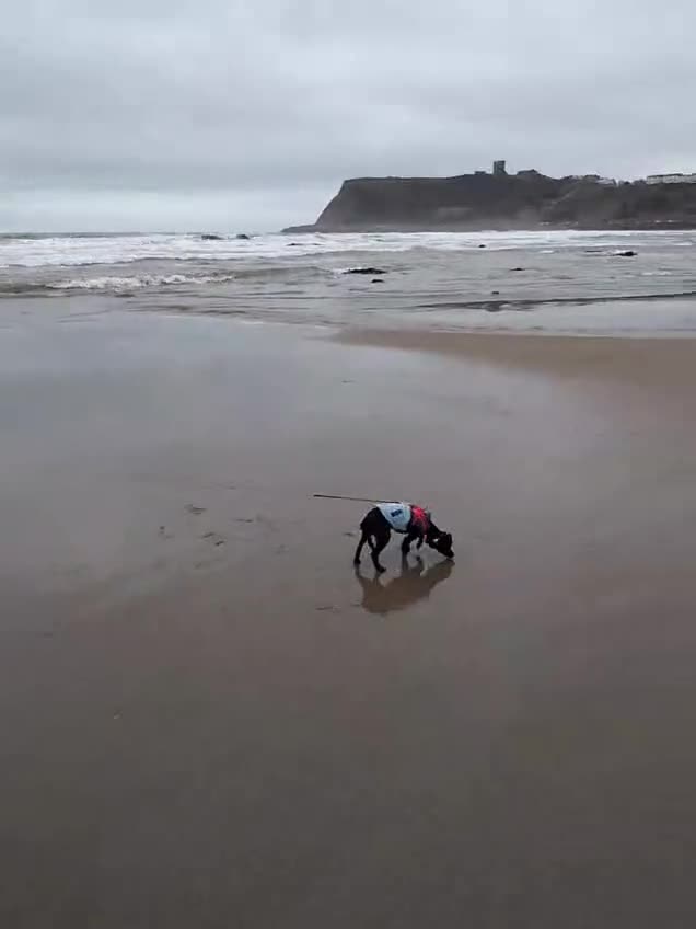Mixed Breed dogs for sale: Chug x spaniel 9 months  in Leeds - Video 1