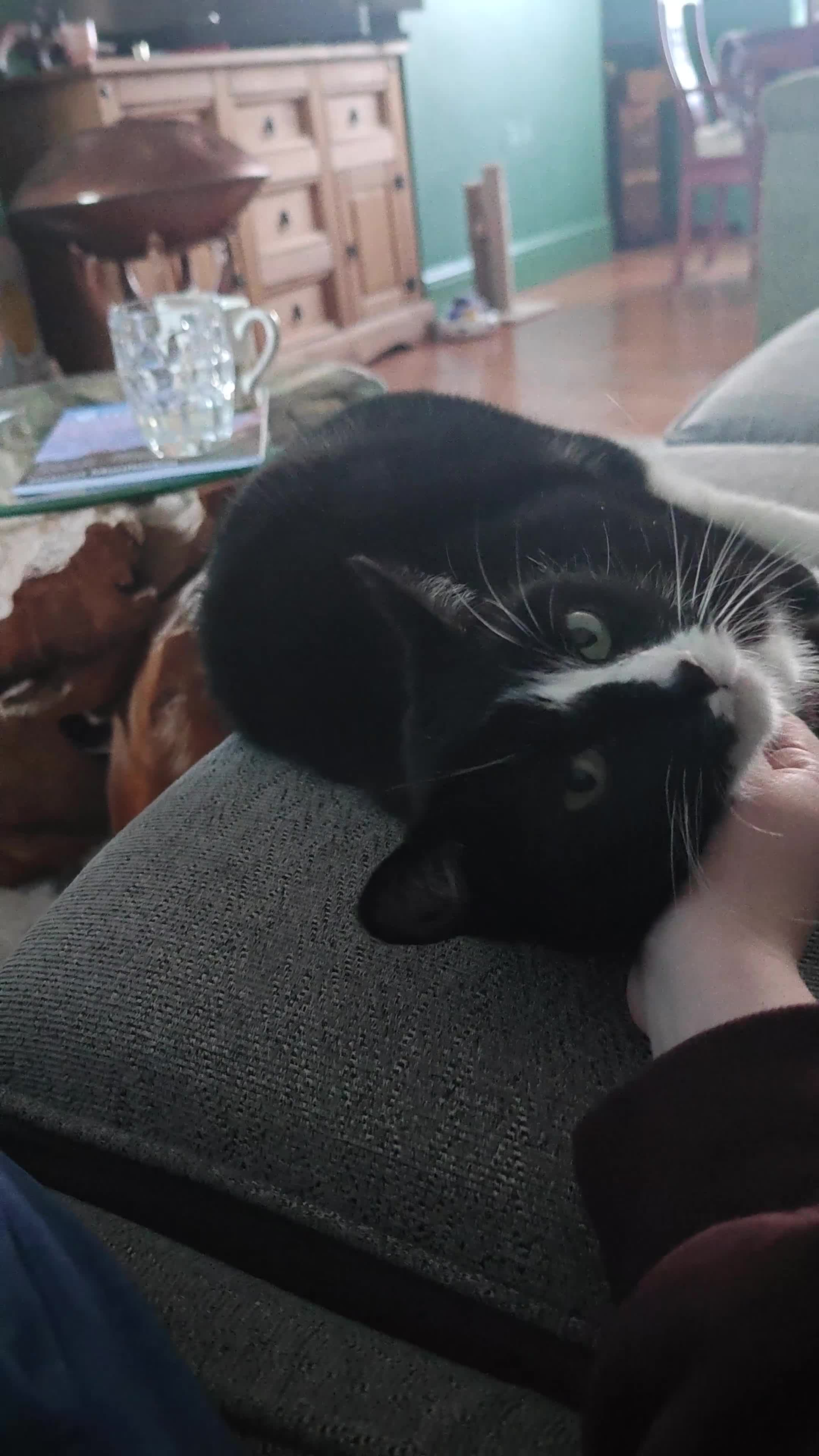 Asian cats for sale: Luna For Adoption  - Video 1