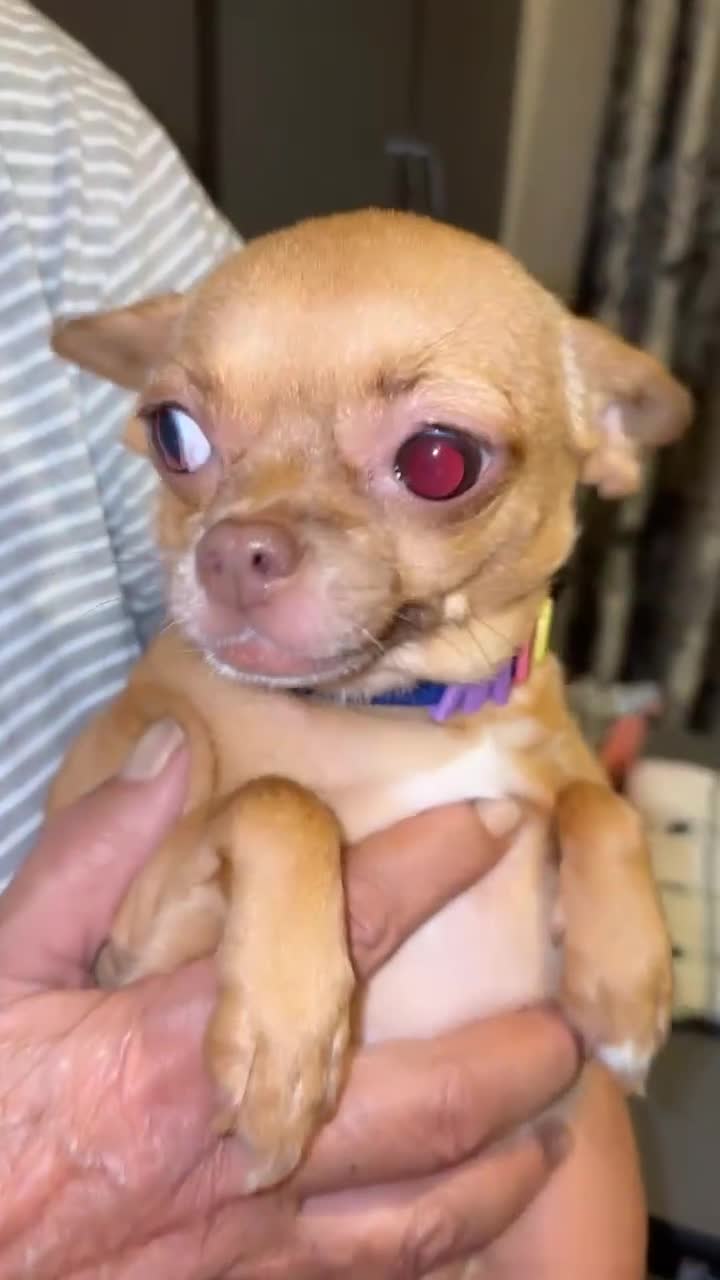 Chihuahua dogs for sale: Chihuahua fór sale Also puppies fór sale 1month1dy - Video 2