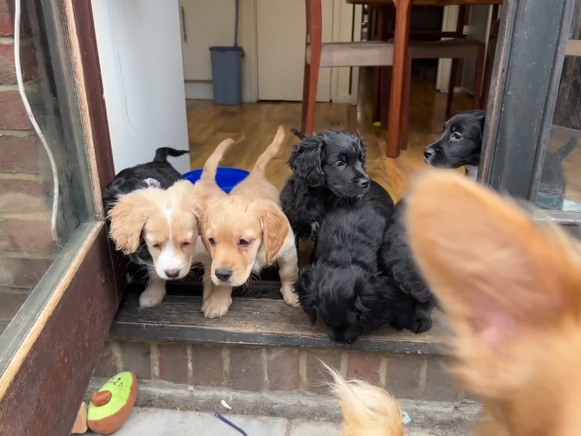 Mixed Breed dogs for sale: Stunning French bulldog/Pomeranian x Cocker  in London - Video 1