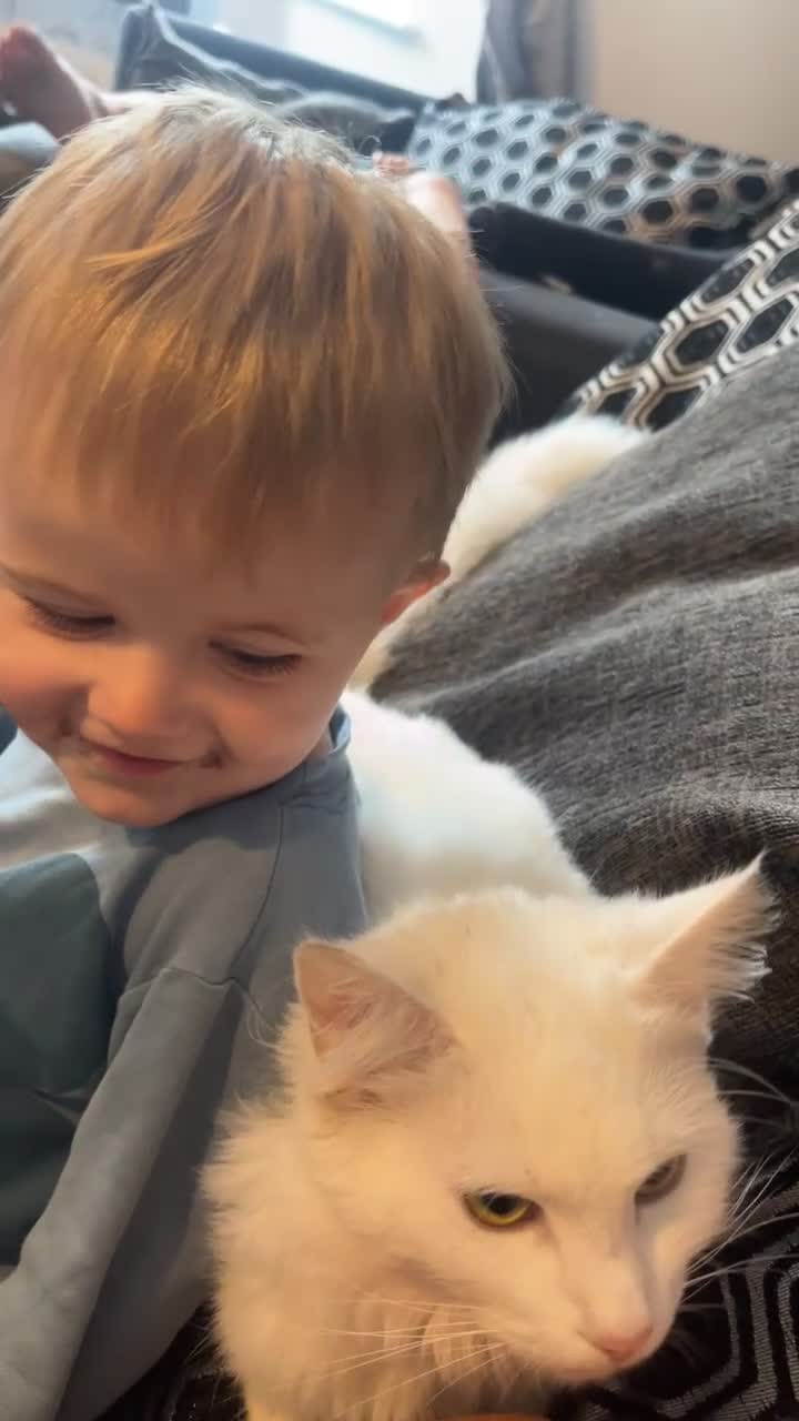 Turkish Angora cats for sale: Turkish angora  - Video 2