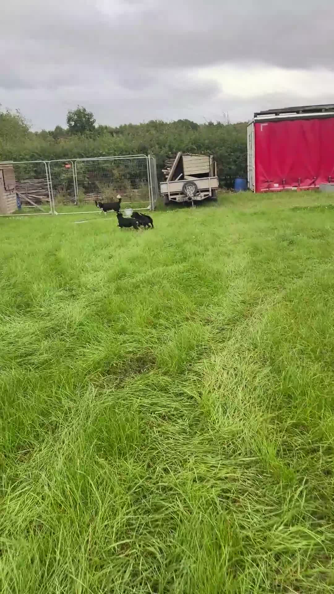 Mixed Breed dogs for sale: Shollie Pups - German Shepherd x Boarder Collie in Knutsford - Video 1