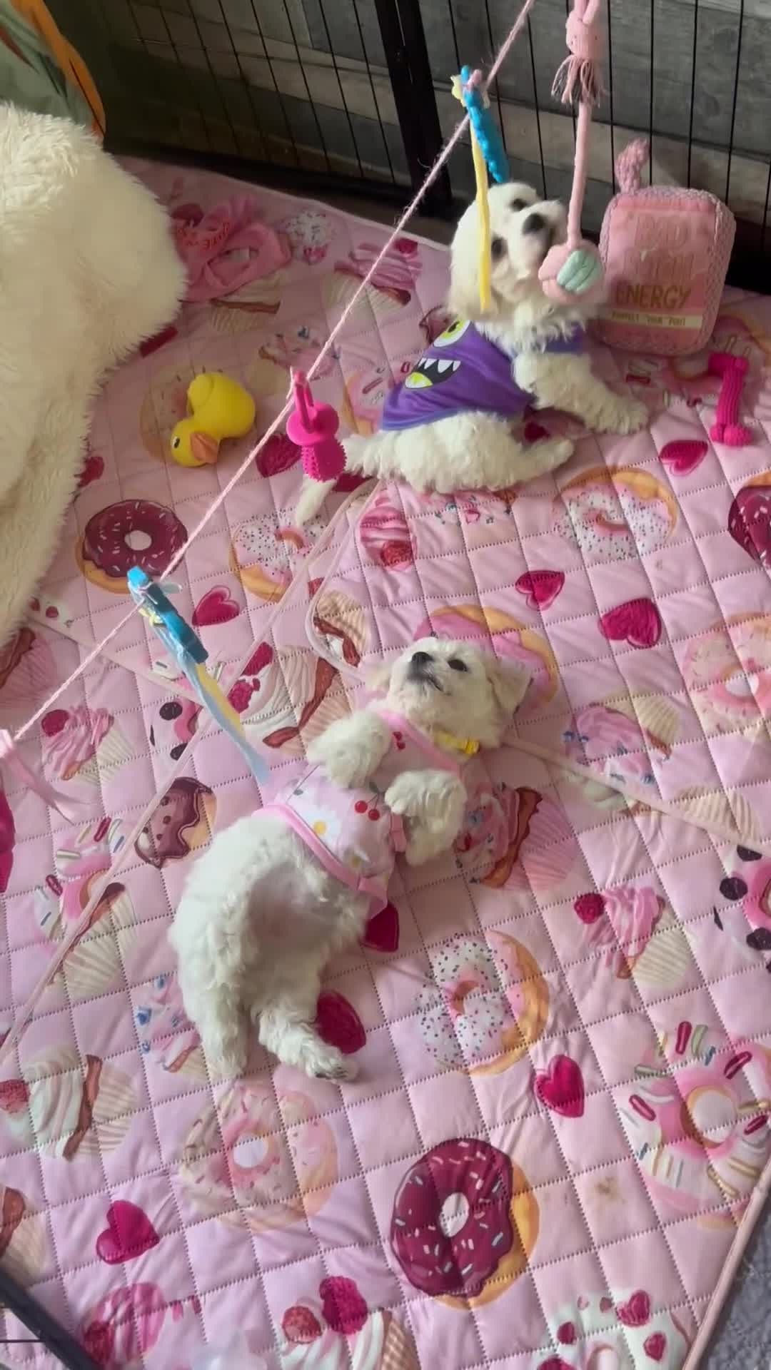 Mixed Breed dogs for sale: Last girl 🩷 coton de Tular x Maltese  - Video 4