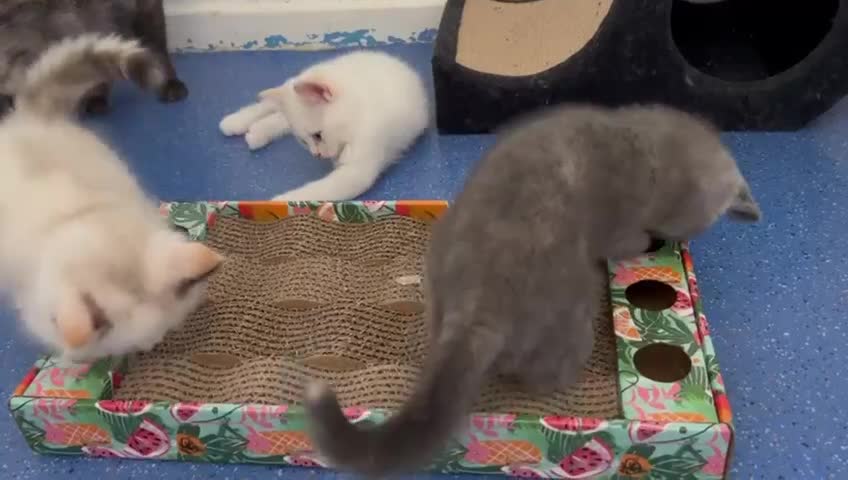 British Shorthair cats for sale: 3 gorgeous babies remaining 2 boys 1 girl 😻 - Video 2