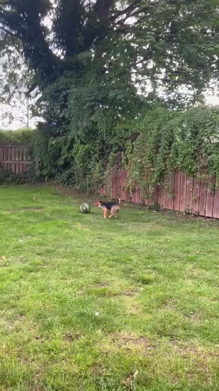 Jack Russell dogs for stud: Vinny- miniature jack Russell for stud  - Video 1