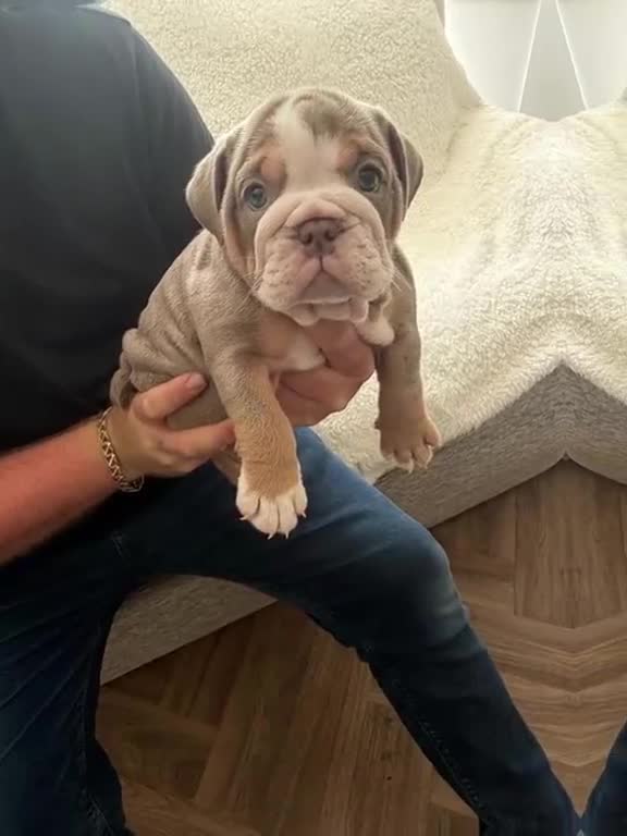 English Bulldog dogs for sale: !! Ready to leave Friday English Bulldog puppy’s ! - Video 1