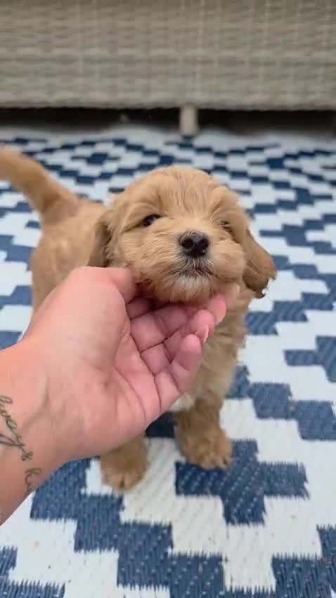 Maltipoo dogs for sale:  Adorable Tiny Toy Maltipoo puppies 🐶 - Video 4