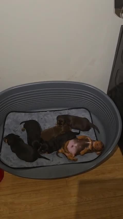 Dachshund dogs for sale: Beautiful Standard Dachshund  in Bournemouth - Video 1
