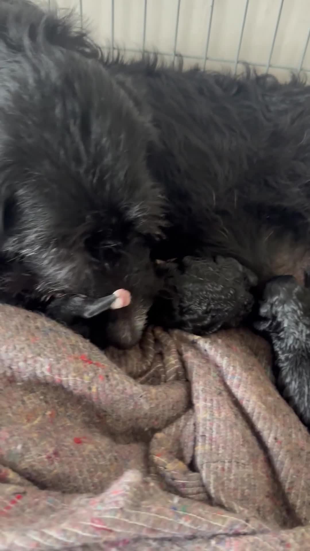 Bordoodle dogs for sale: Borderpoo - Video 1