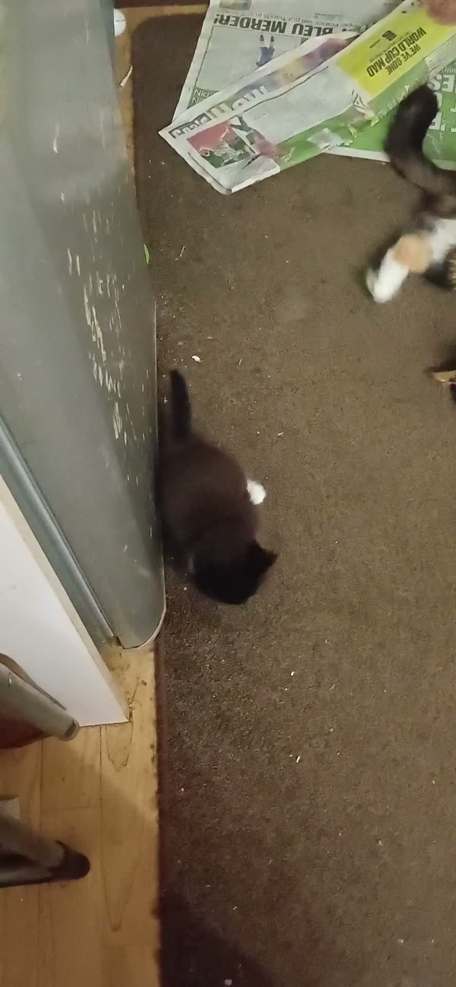 Mixed Breed cats for sale: Mix breed  - Video 1