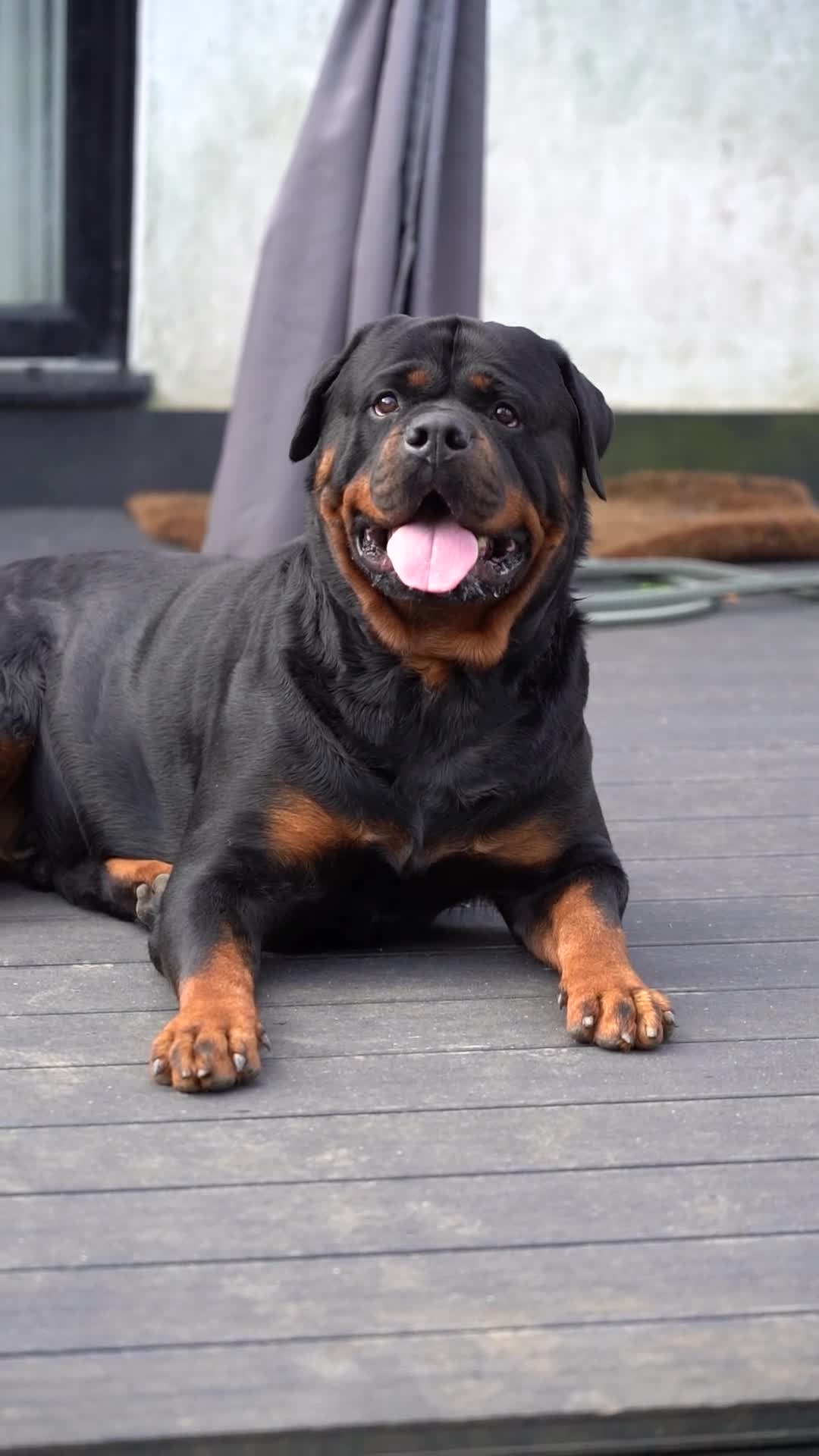 Rottweiler dogs for stud: Beautiful German Rottweiler stud  - Video 2