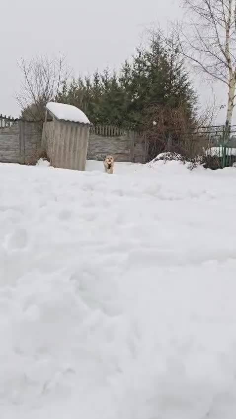 Mixed Breed dogs for adoption: 💙Yanik💙 1,5 yo low medium boy with an open heart - Video 1