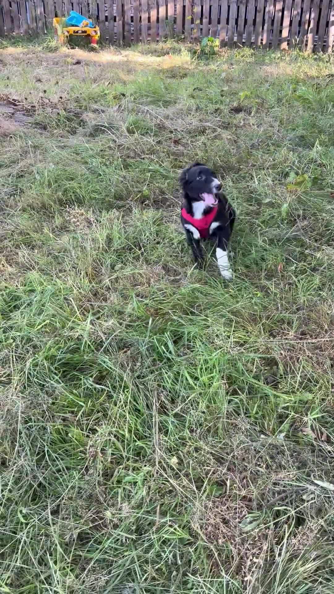 Border Collie dogs for sale: Stubleywood Border Collies - Video 1