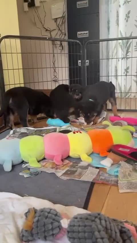 Rottweiler dogs for sale: Stunning chunky big boned Rottweiler puppies - Video 1