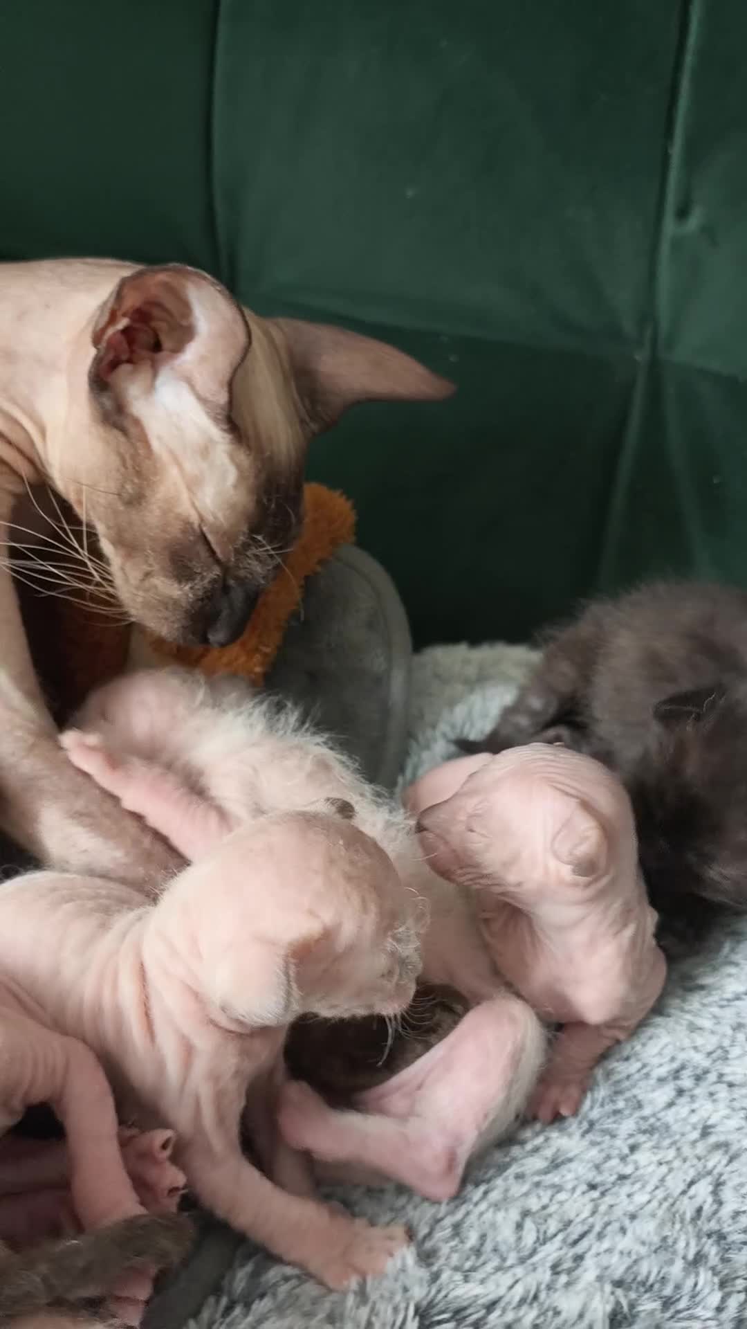 Sphynx cats for sale: Beautifull sphynx kittens for sale. - Video 1