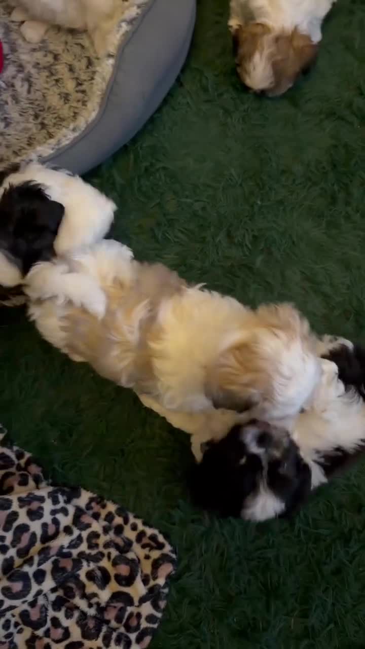 Malshi dogs for sale: Malshi Puppies - Rare Type - Ready Soon - Video 1