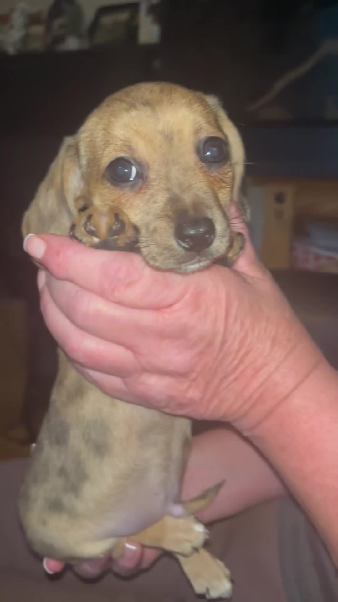 Chiweenie dogs for sale: Beautiful dachshund/ chihuahua puppies  - Video 2