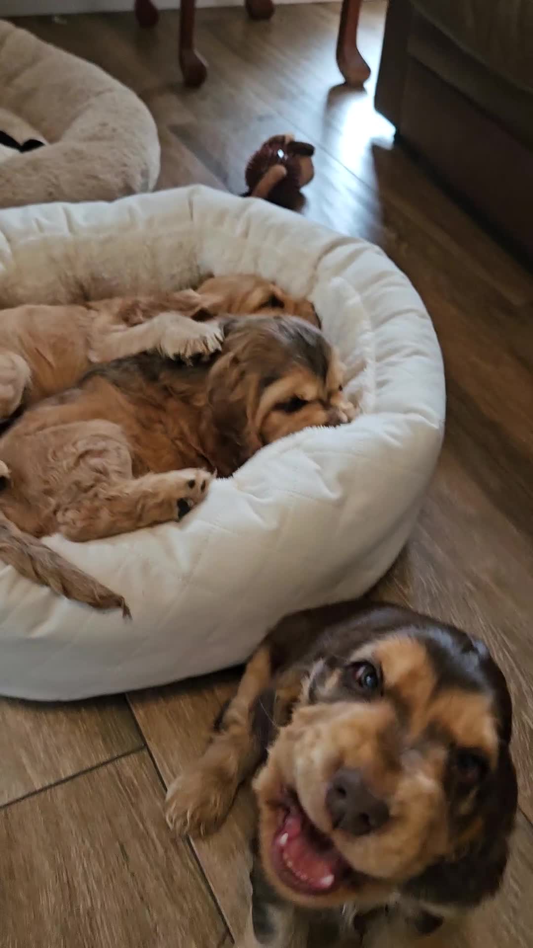 Cocker Spaniel dogs for sale: 🐾 KC Show Cocker Puppies 💛 Fully Health Tested  - Video 4