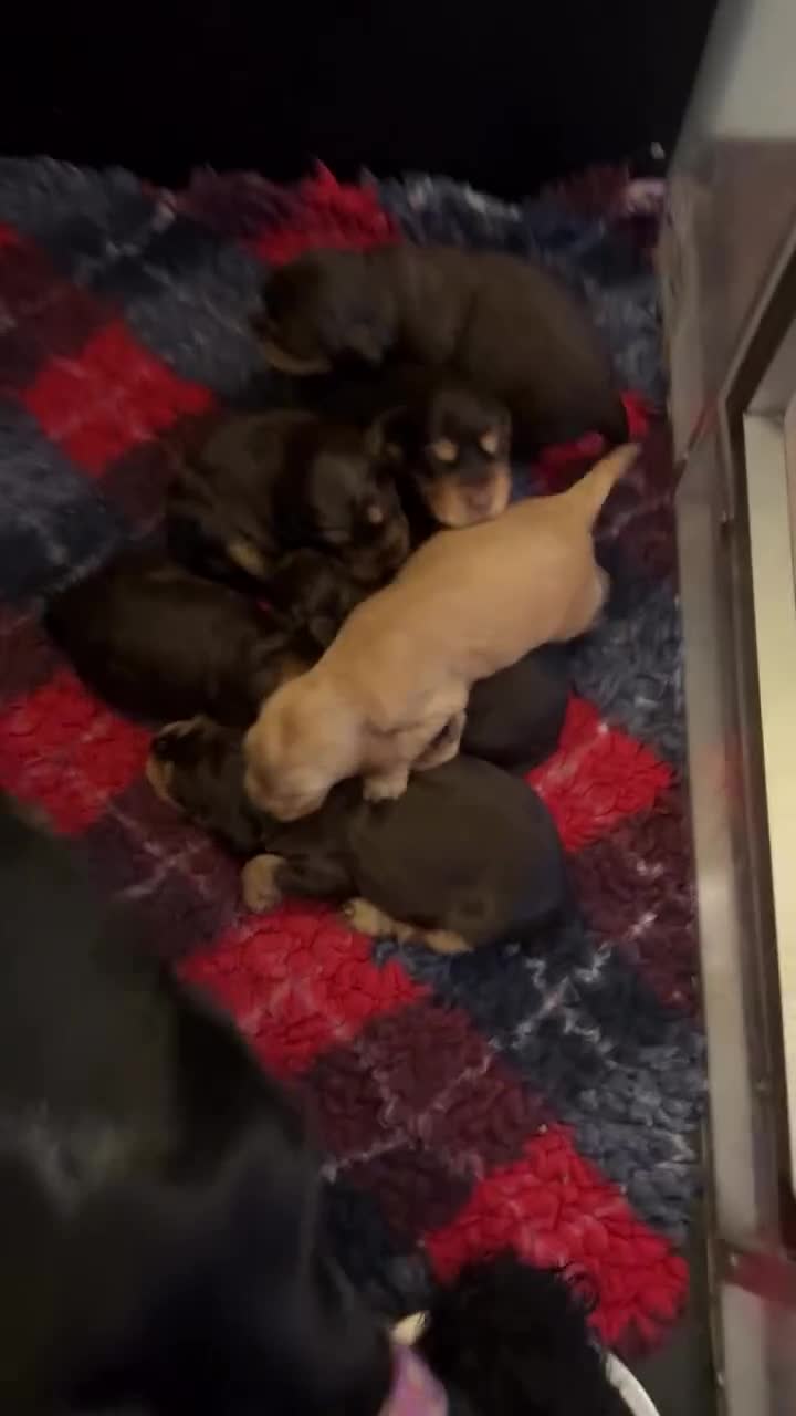 Cocker Spaniel dogs for sale: Show Cocker Spaniel pups KC reg - Video 1