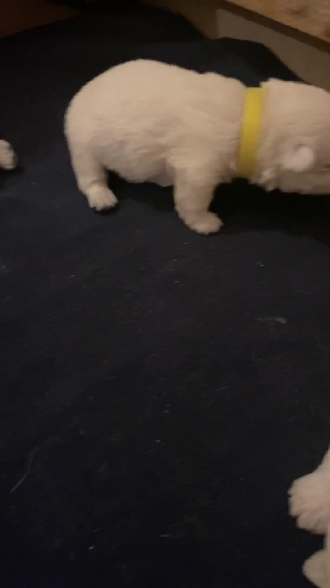 West Highland Terrier dogs for sale: Pure Breed West Highland Terrier - Video 1