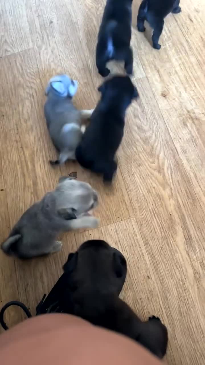 Pug dogs for sale: 7 Pug puppies  - Video 5