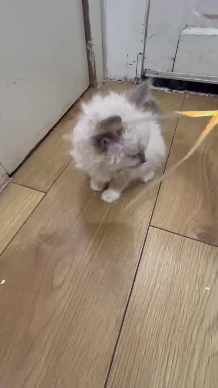 Ragdoll cats for sale: Finding new homes for 6 ragdoll kittens - Video 3