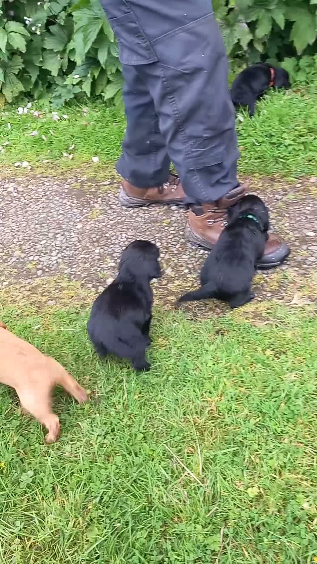 Cocker Spaniel dogs for sale: Working Cocker Spaniel Puppies - Video 1