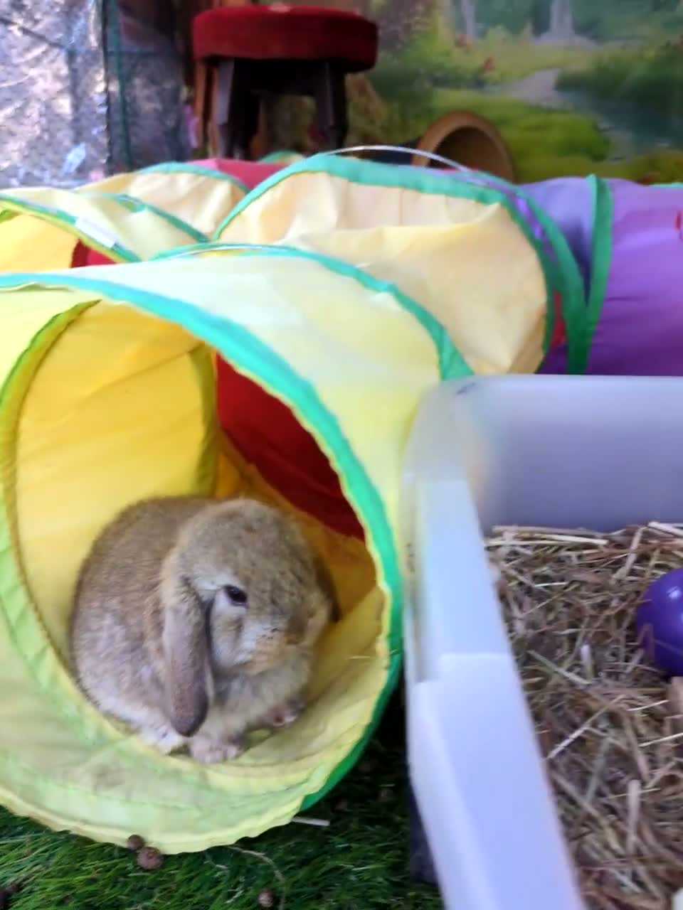 Mini Lop rabbits for sale: 2 x baby rabbits availiable (read description) - Video 1