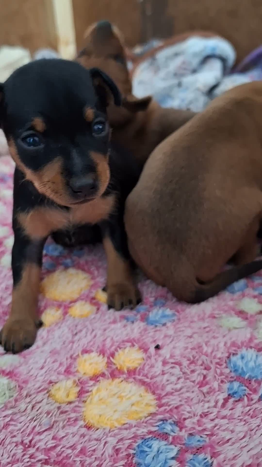 Miniature Pinscher dogs for sale: Adorable Miniature Pinscher Puppies  in Peterhead - Video 1