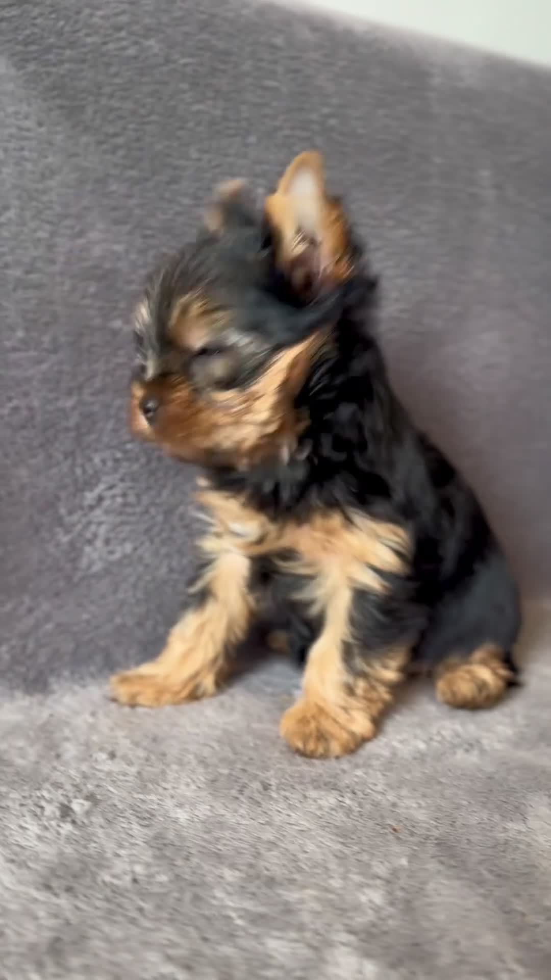Yorkshire Terrier dogs for sale: Outstanding Show Quality RKC Registered Puppies - Video 3