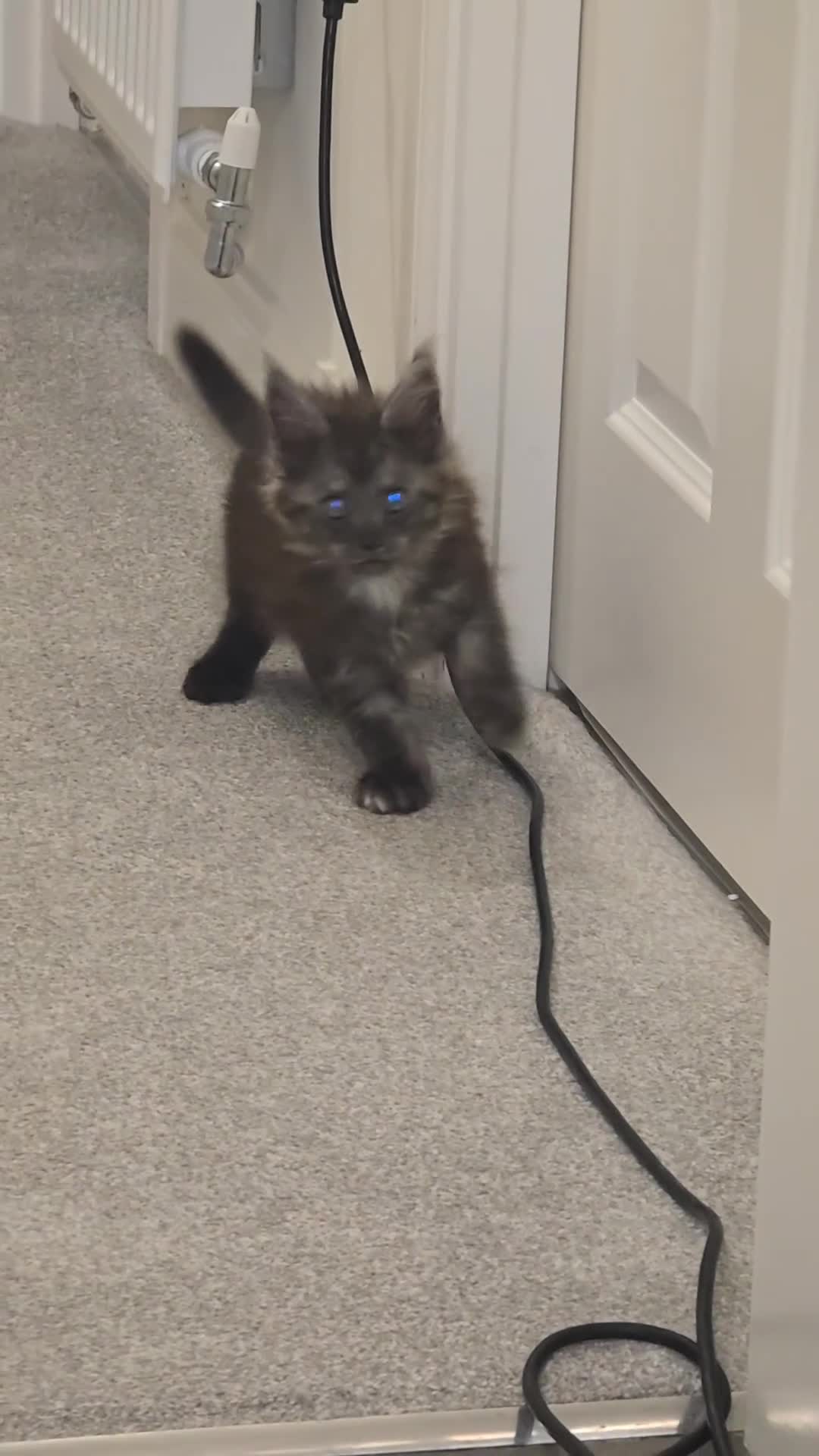 Maine Coon cats for sale: Maine Coon Kitten - Video 1