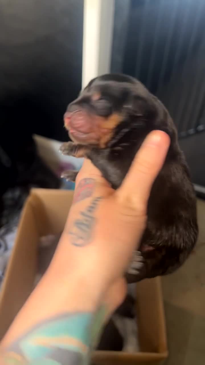 Mixed Breed dogs for sale: Corso weilers  - Video 2