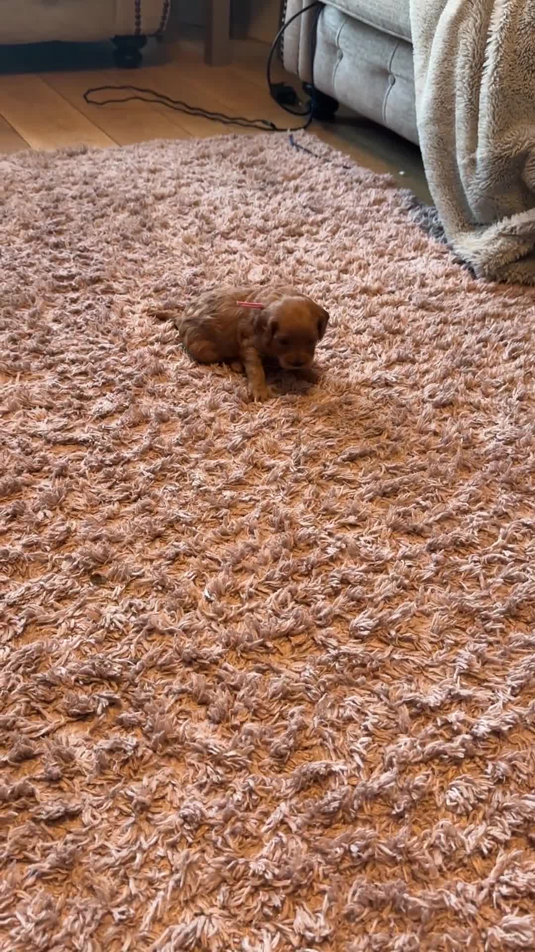 Cavapoo dogs for sale: Gorgeous Cavapoo Girl looking for loving home - Video 2