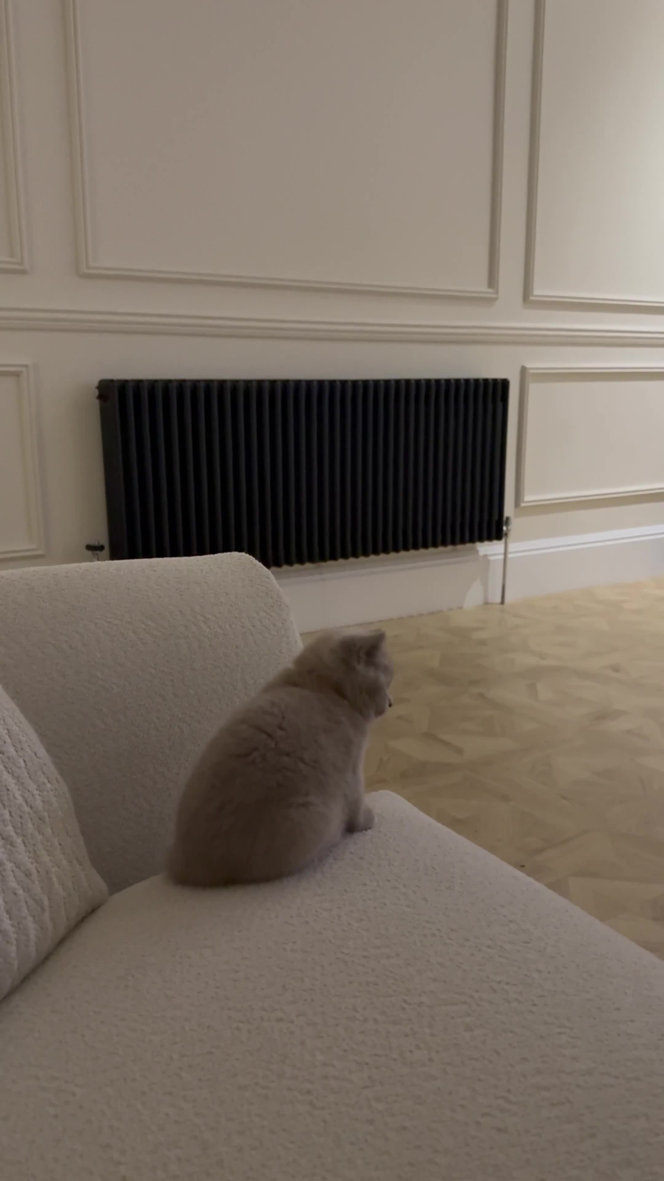 British Shorthair cats for sale: British short hair kitten  - Video 4