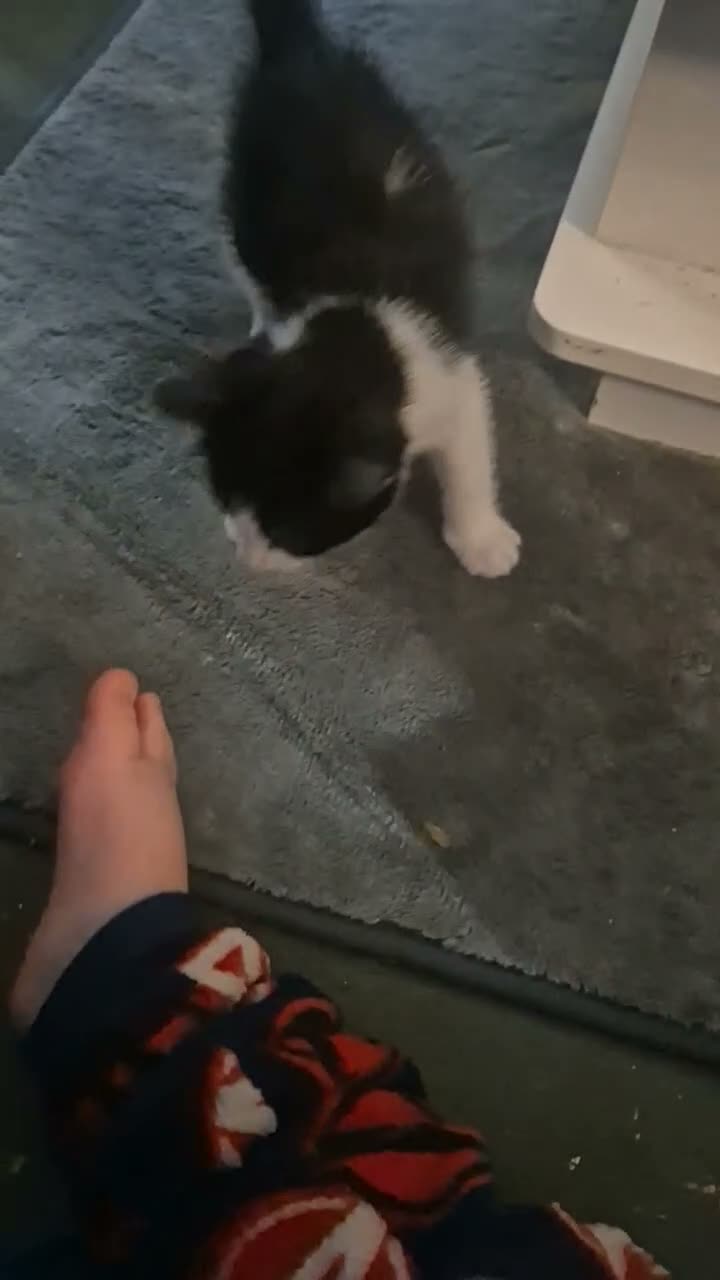 Mixed Breed cats for sale: Kitten  - Video 1