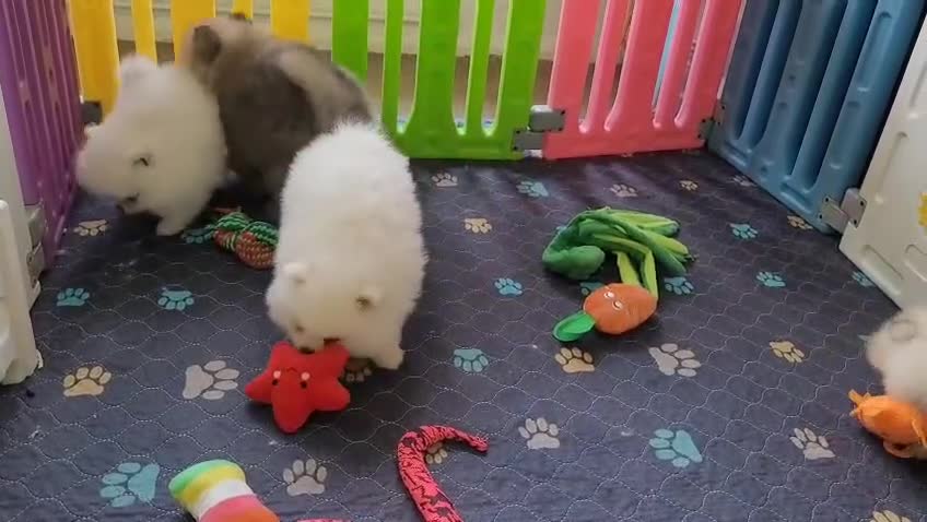 Pomeranian dogs for sale: Stunning KC Pomeranian Puppies for sale - Video 1