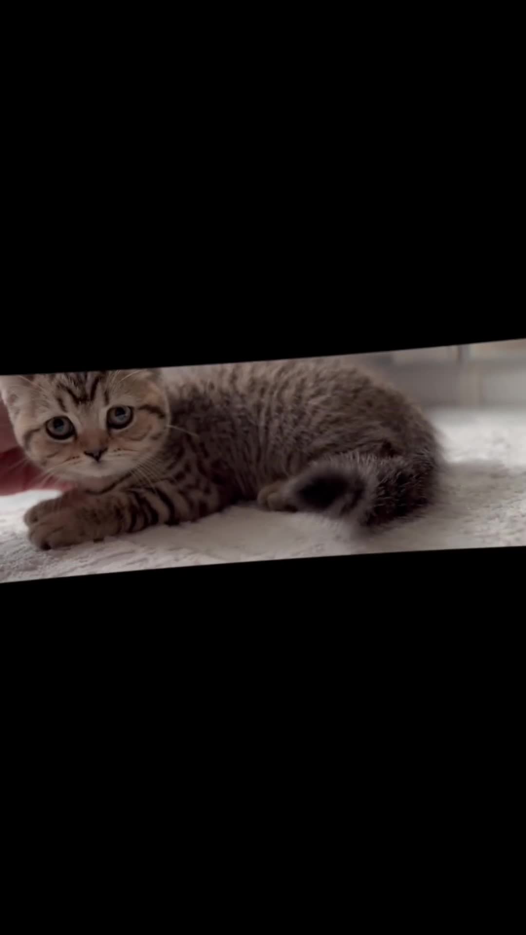 Scottish Fold cats for sale: Scottish fold kittens (price down due to holiday) - Video 1