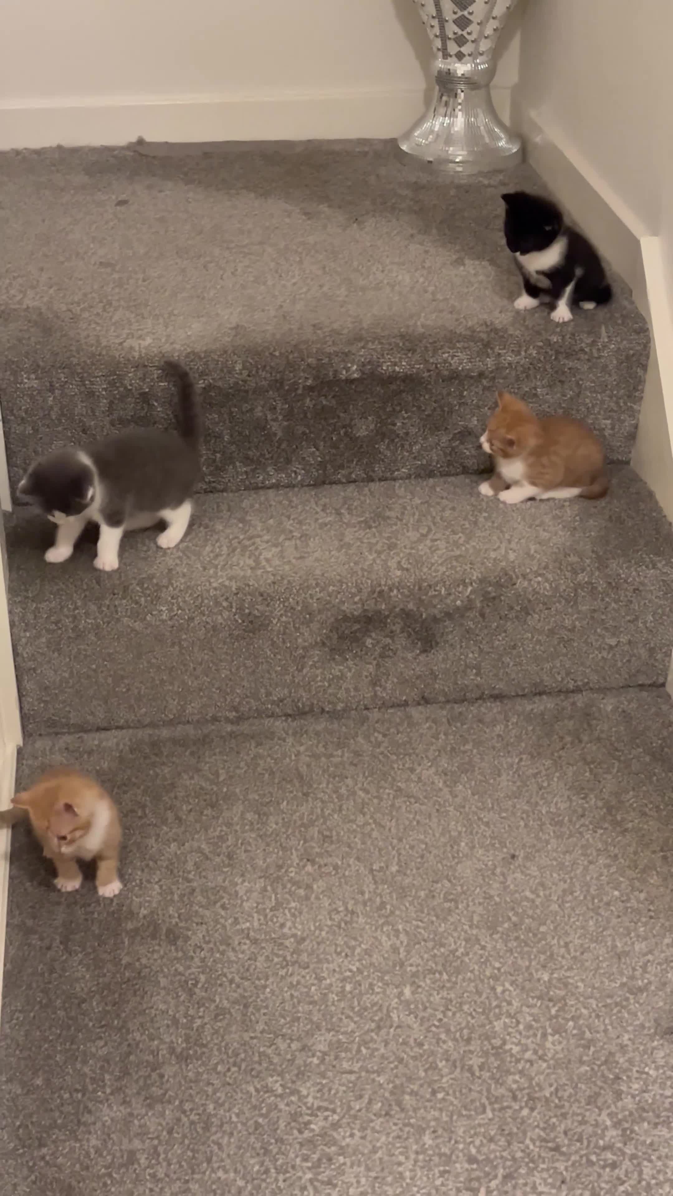 Domestic Shorthair cats for sale: Adorable domestic shorthair kittens  - Video 2