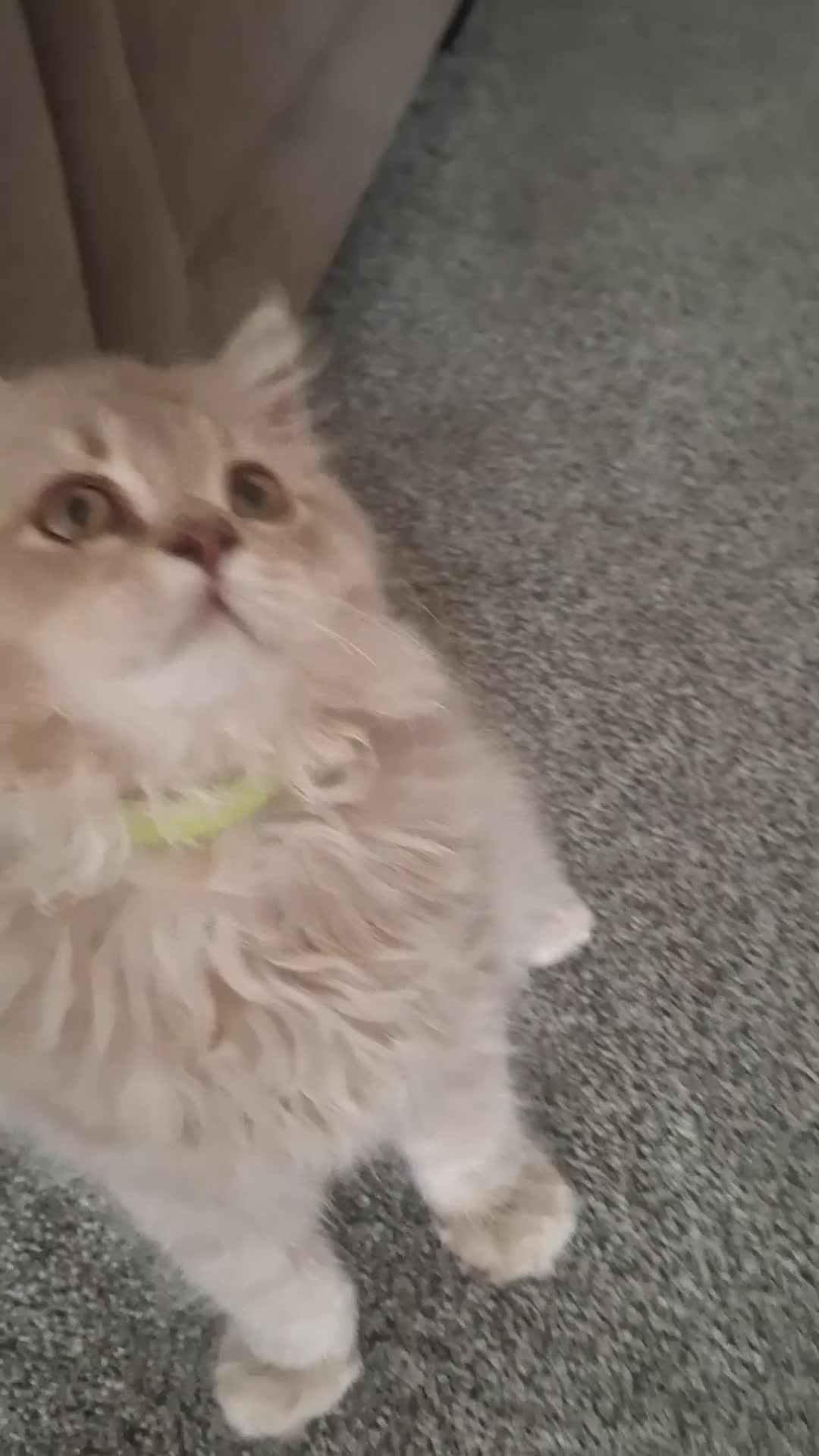 British Longhair cats for sale: Pure British Long Haired Kittwens for sale. - Video 5