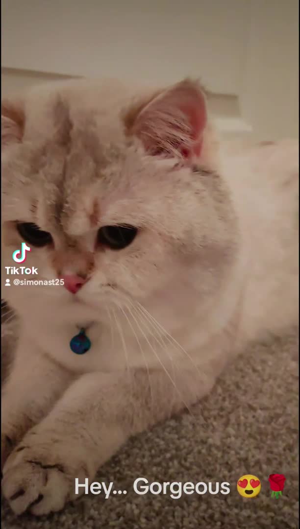 British Shorthair cats for stud: Zorro in Hereford - Video 1