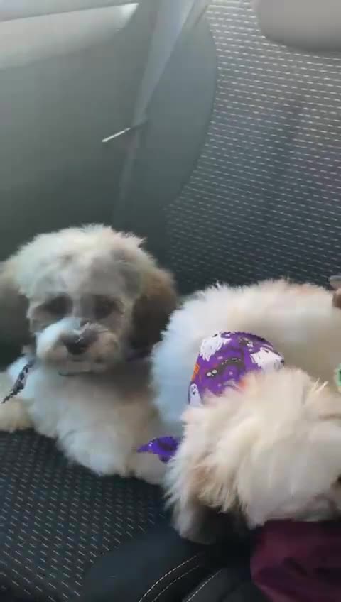 Shihpoo dogs for sale: Sad sale of our shihpoo girl lottie - Video 1