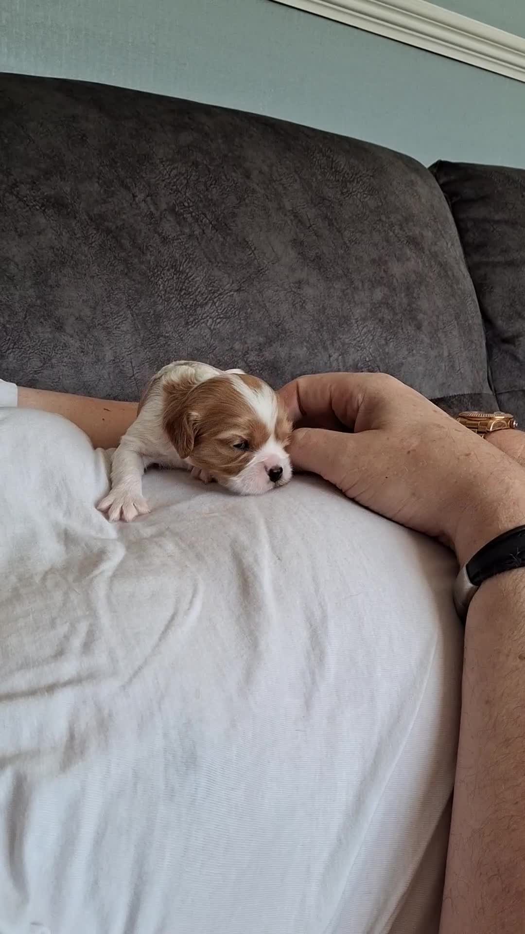 Cavalier King Charles Spaniel dogs for sale: Cavalier Puppies - Video 3