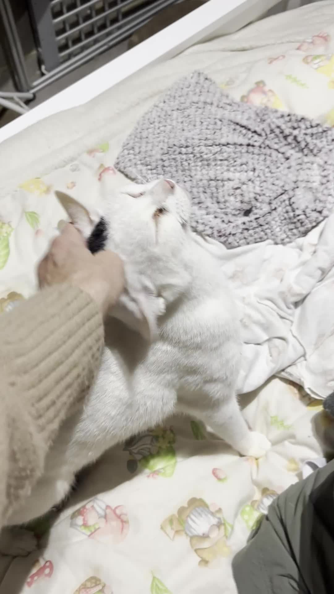 Arabian Mau cats for sale: Zayn & Rafa - Rescue Arabian Maus - Video 2