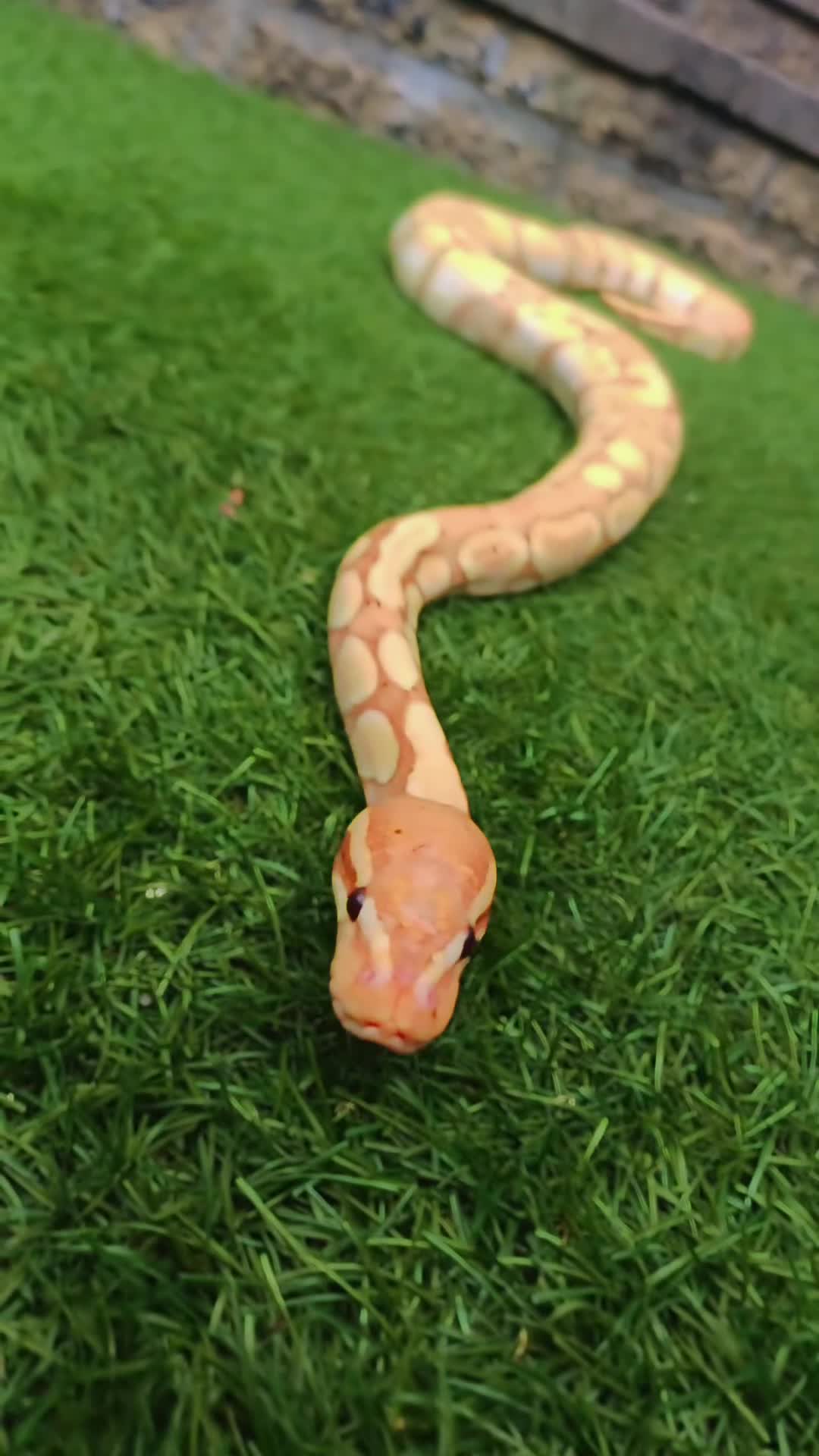 Python Snake reptiles for sale: Ball python  - Video 1