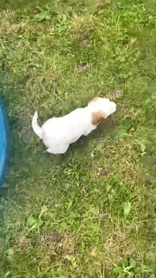 Cocker Spaniel dogs for sale: Cocker Spaniel puppy - Video 1