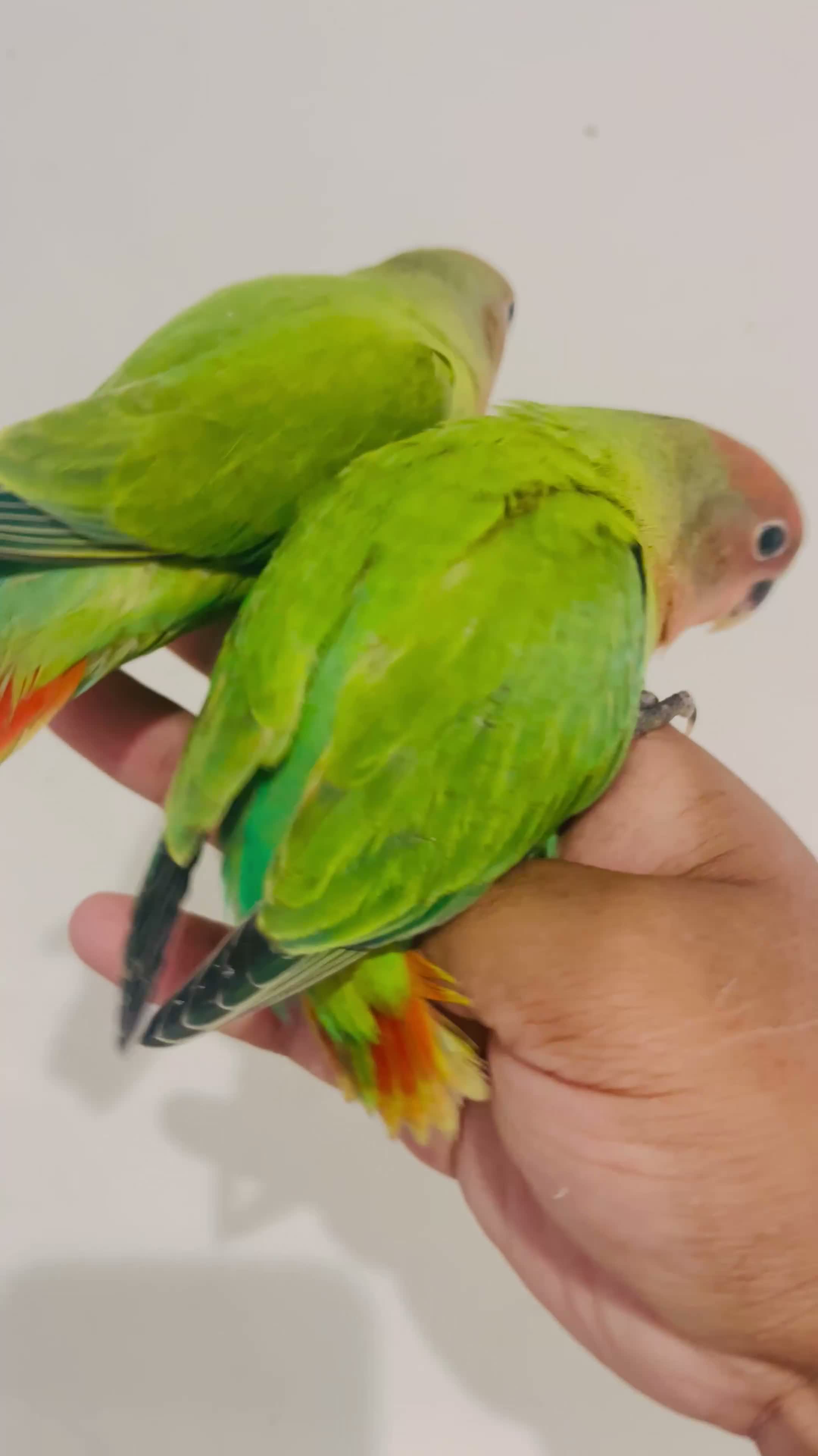 Lovebirds birds for sale: Hand reared lovebirds for sale  - Video 3