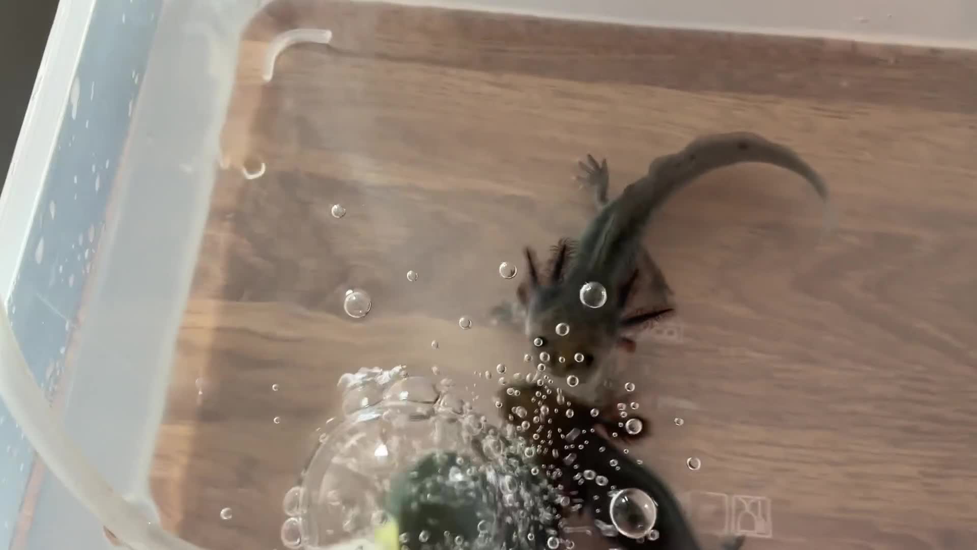 Axolotl reptiles for sale: Axolotl Jeuveniles  - Video 1