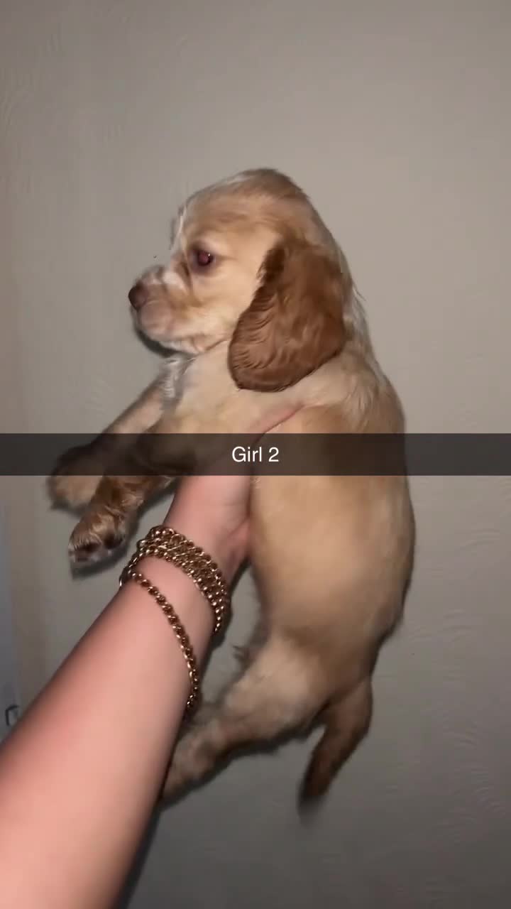 Cocker Spaniel dogs for sale: 2 cream and white cocker spaniel puppies - Video 2