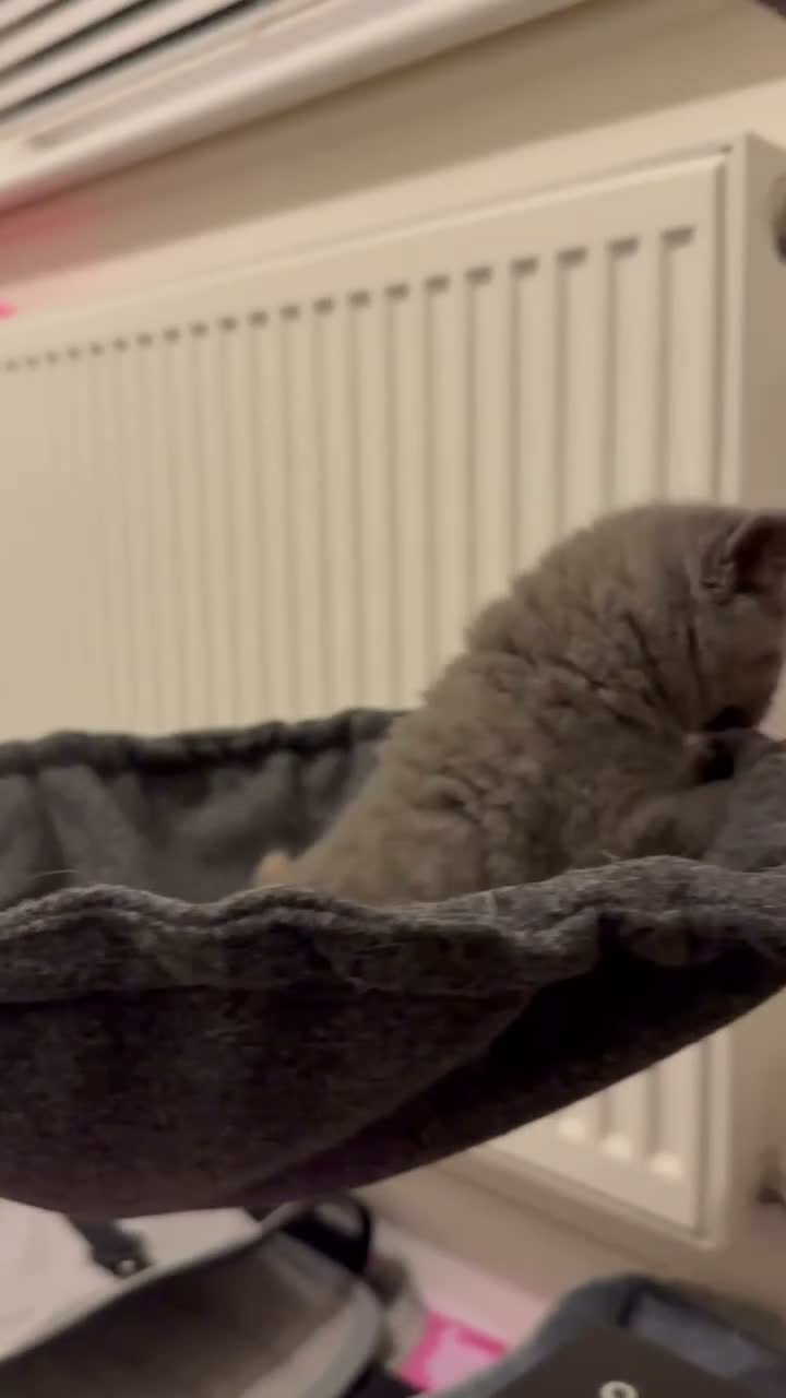 British Shorthair cats for sale: PKD+ALPS Tested, GCCF Registered, Loving Kittens - Video 2